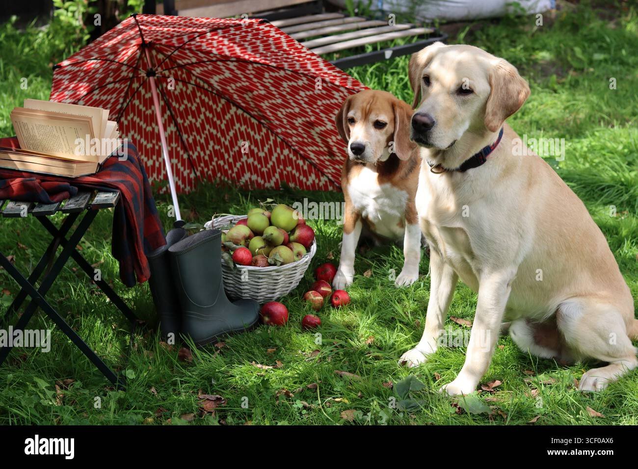 Due cani seduti sull'erba con un cestino di mele e un ombrello. Autunno in giardino. Carino Beagle e Golden retriever. Concetto di migliori amici. Foto Stock