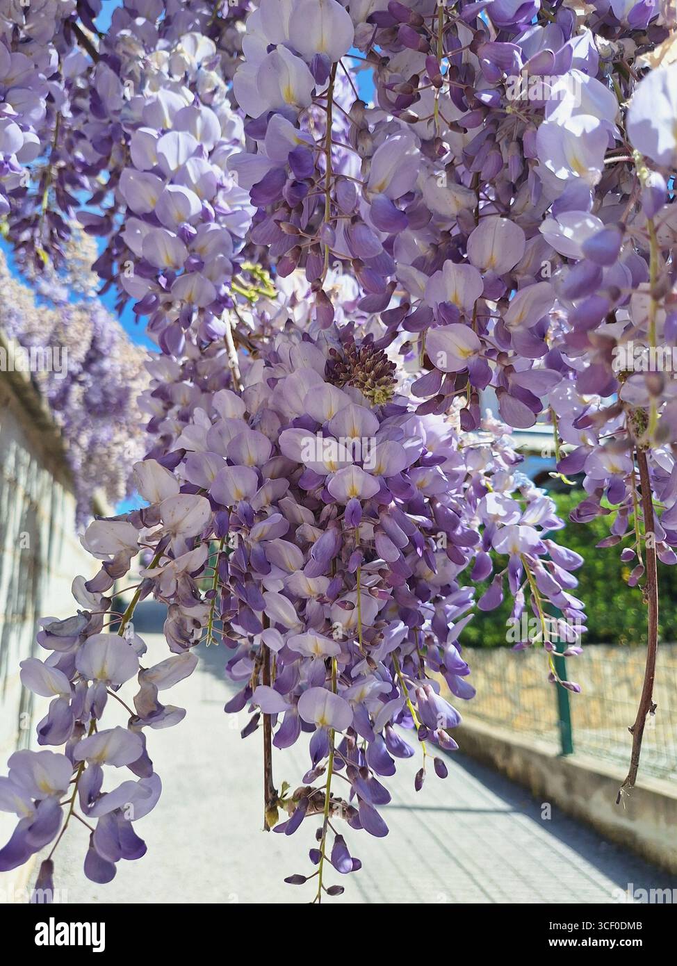 ARMONIA VIOLETTA Foto Stock