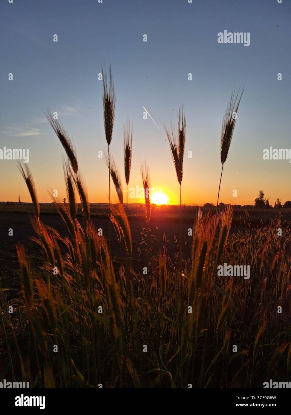 tramonto nel campo Foto Stock