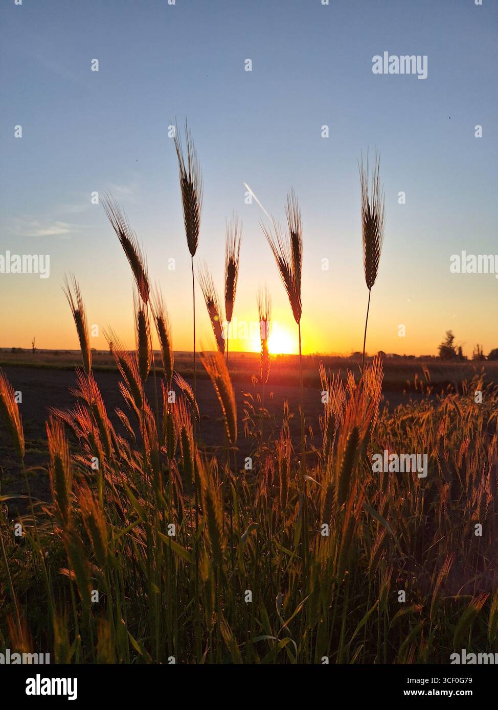 tramonto nel campo Foto Stock