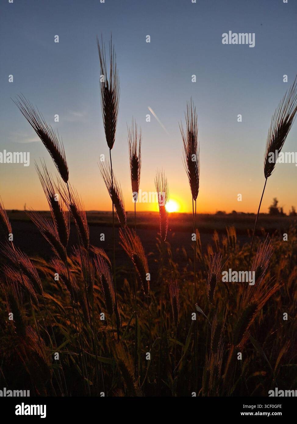 tramonto nel campo Foto Stock