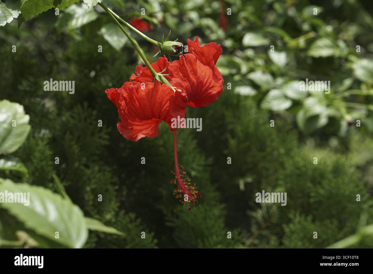 Fiori di ibisco rosso vibrante su sfondo verde in un giardino - Dacca, Bangladesh Foto Stock