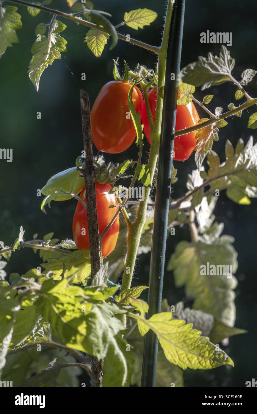 Pomodori maturi (Solanum lycopersicum) sul cespuglio, Baviera, Germania Foto Stock