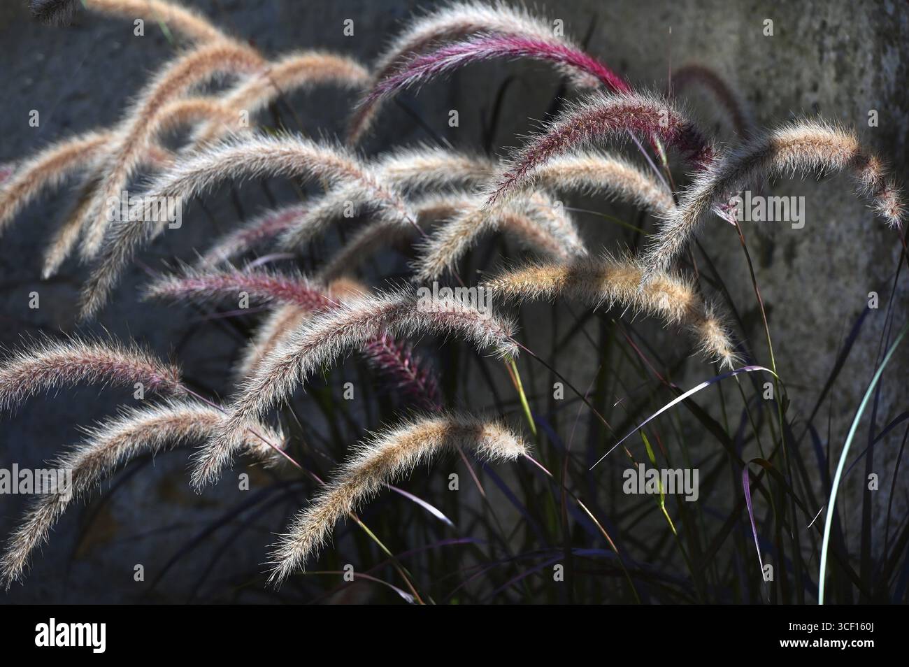 Erba, erba detergente per lampade, setole di piume (Pennisetum alopecuroides) contro la luce, Baden-Wuerttenberg, Germania Foto Stock