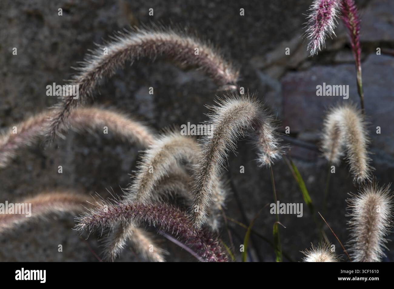 Erba, erba detergente per lampade, setole di piume (Pennisetum alopecuroides) in retroilluminazione, Baden-Wuerttenberg, Germania Foto Stock
