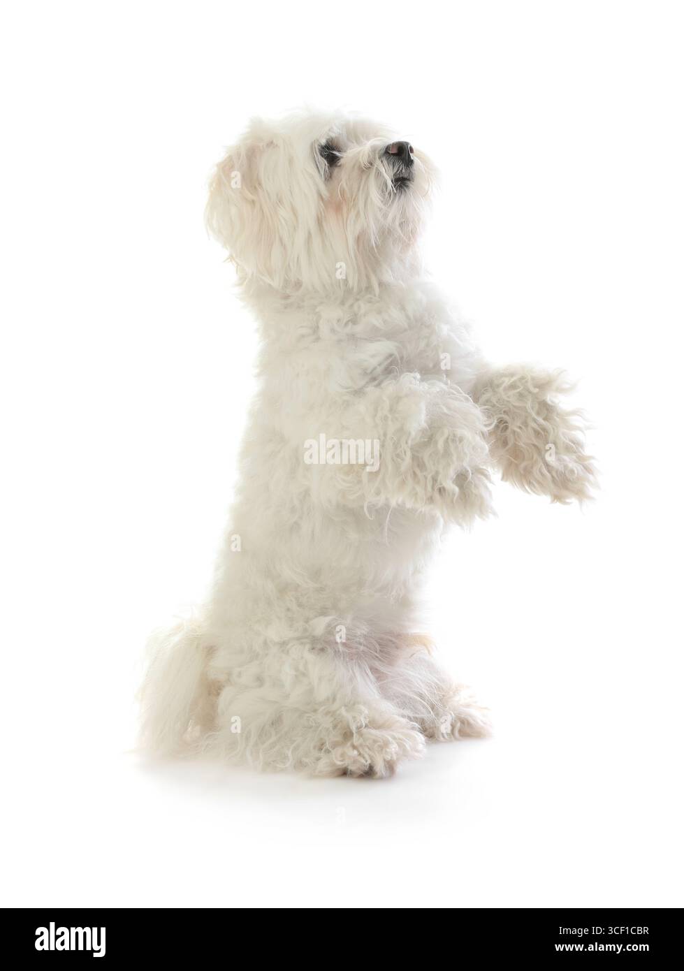 Carino cane maltese su sfondo bianco. Adorabile animale domestico Foto Stock