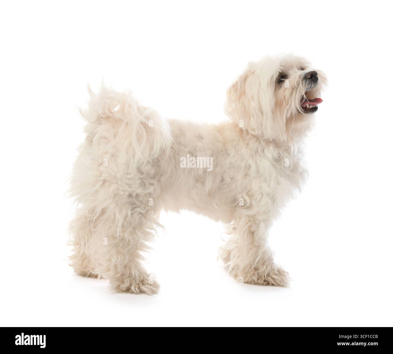 Carino cane maltese su sfondo bianco. Adorabile animale domestico Foto Stock