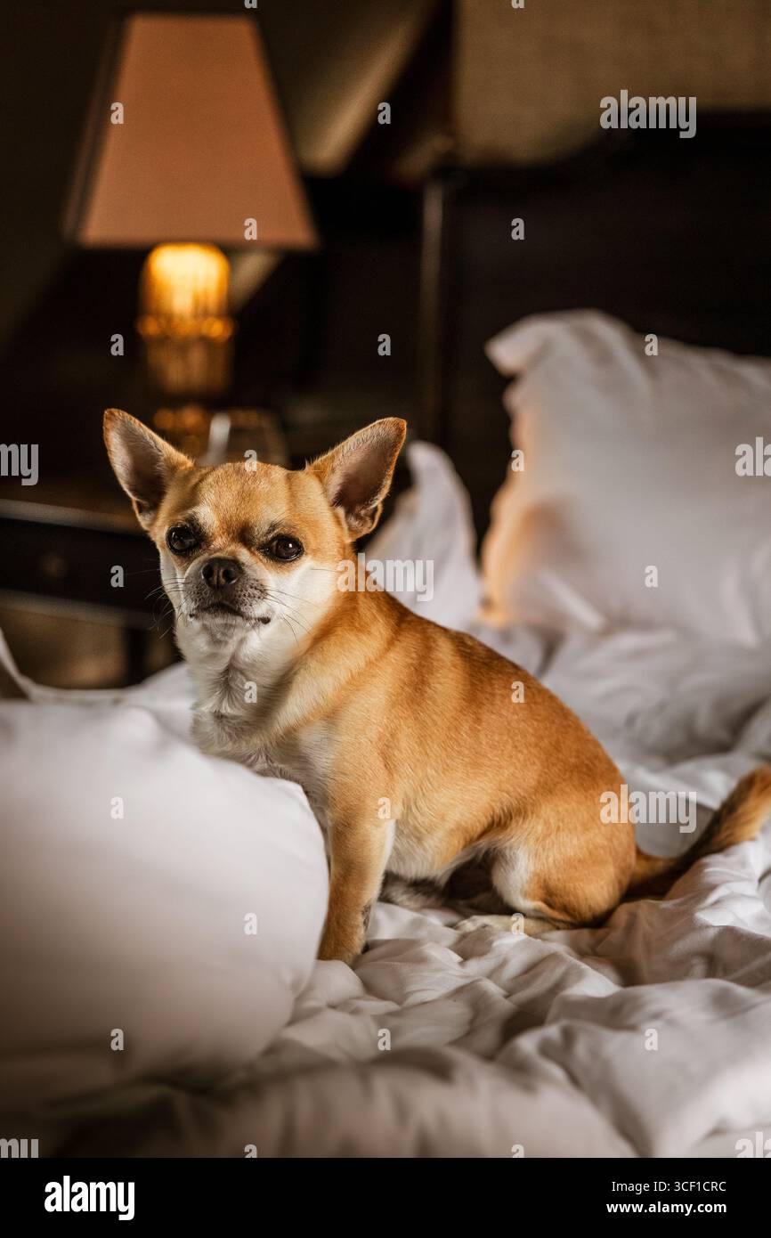 Due cani in una camera d'albergo in Francia durante il viaggio Foto Stock