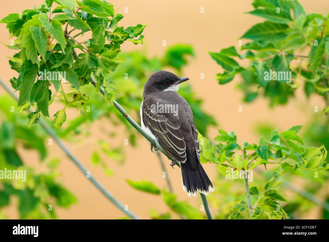 Un giovane kingbird orientale in attesa che un genitore porti da mangiare degli insetti forati. Foto Stock