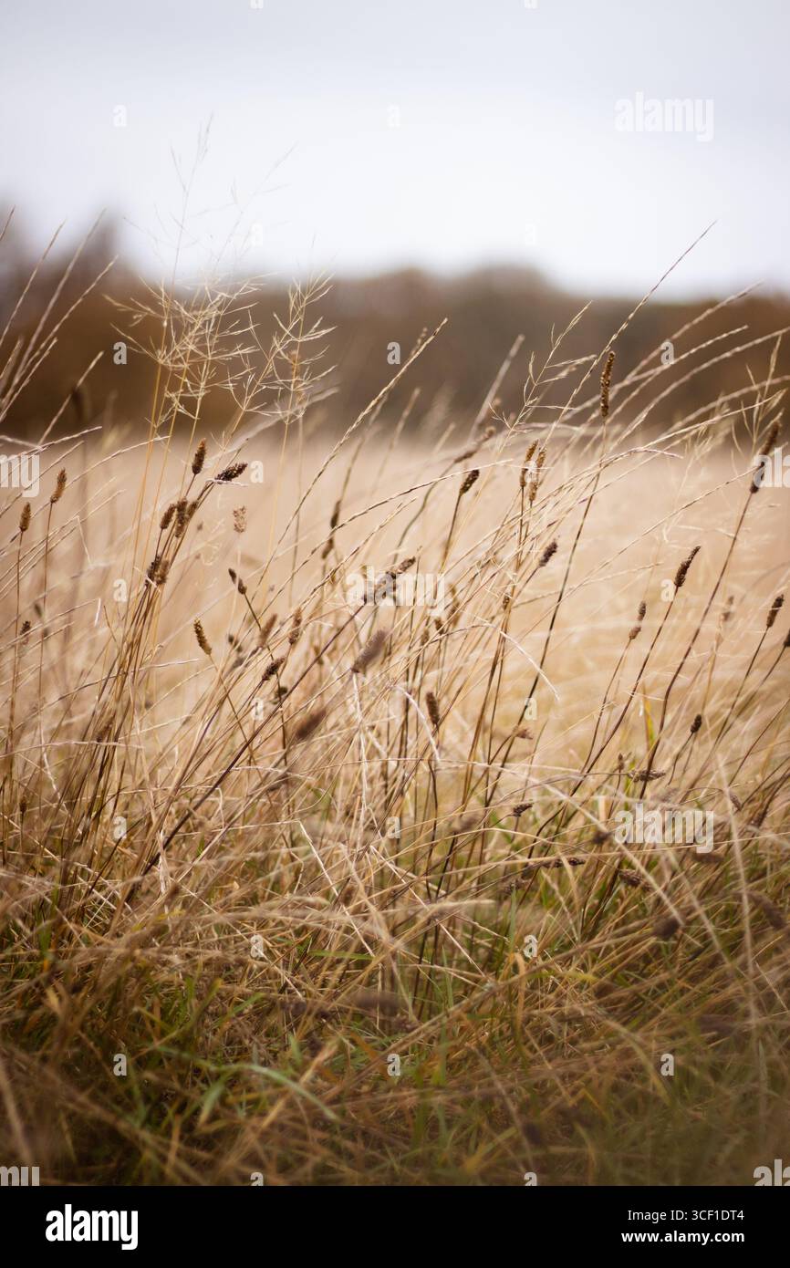 Primo piano dell'erba selvatica d'oro nei campi autunnali Foto Stock