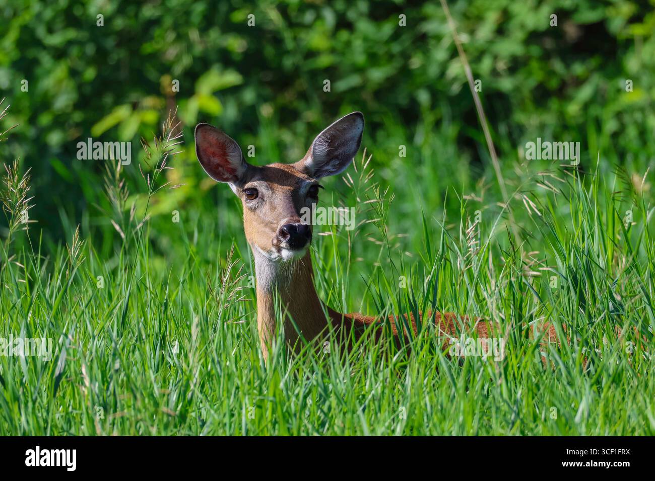 Un cervo mulo, parzialmente nascosto nell'erba verde alta. Foto Stock