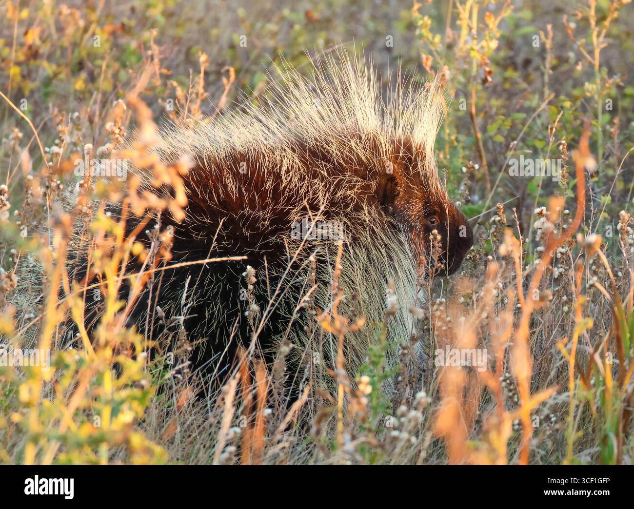 Un porcospino in un prato, diretto verso una linea di alberi nelle prime ore del mattino. Foto Stock