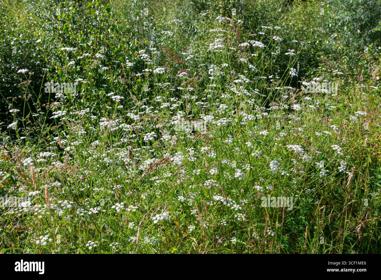 Prezzemolo della siepe verticale (Torilis Japonica) che fiorisce nella campagna del Regno Unito a fine estate Foto Stock