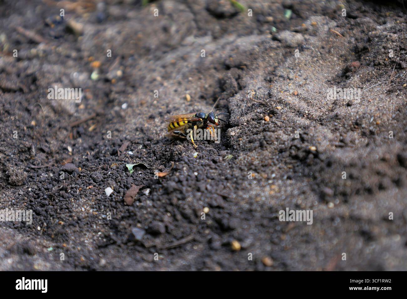 Lupo d'api, Philanthus triangulum, scavando mentre trasporta un'ape nel suo tunnel. Foto Stock