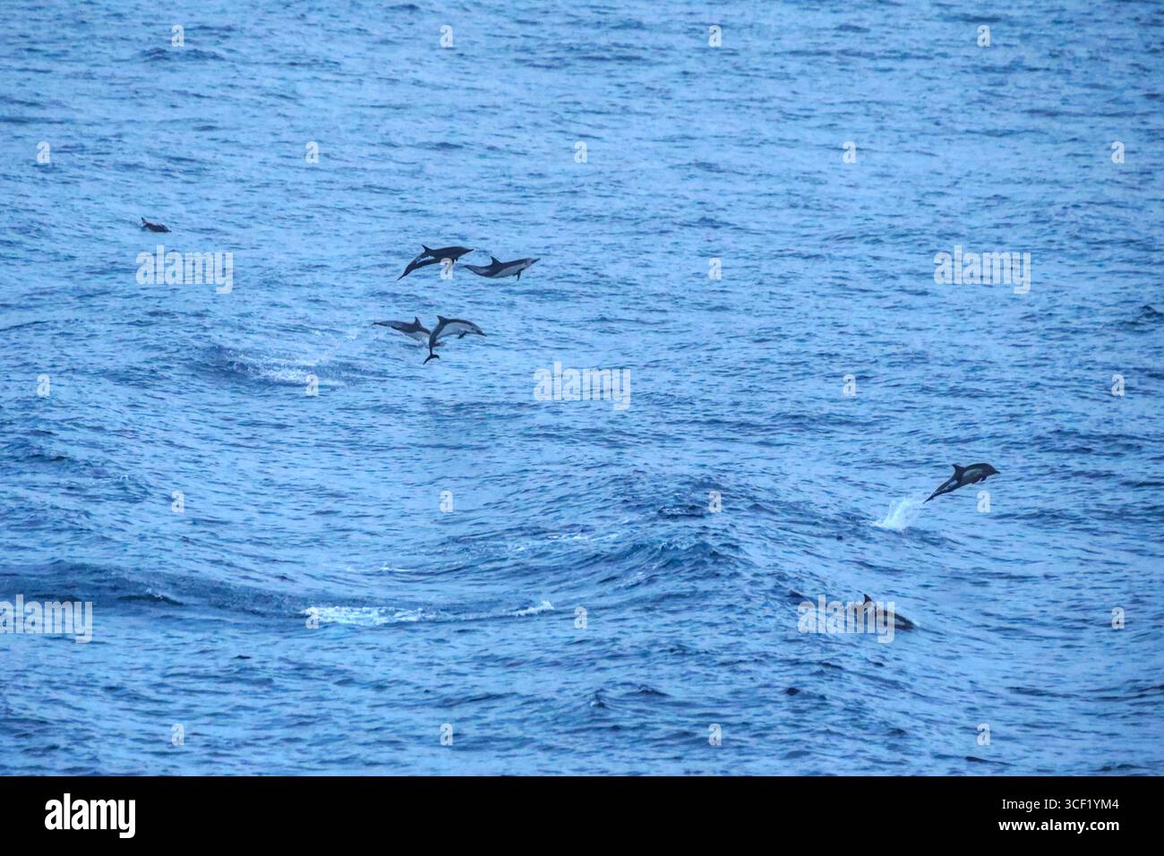 Canale di Panama, Panama - 6 aprile 2017: Attività portuale industriale, traffico marittimo e paesaggi circostanti mentre le navi navigano attraverso la storica Pa Foto Stock
