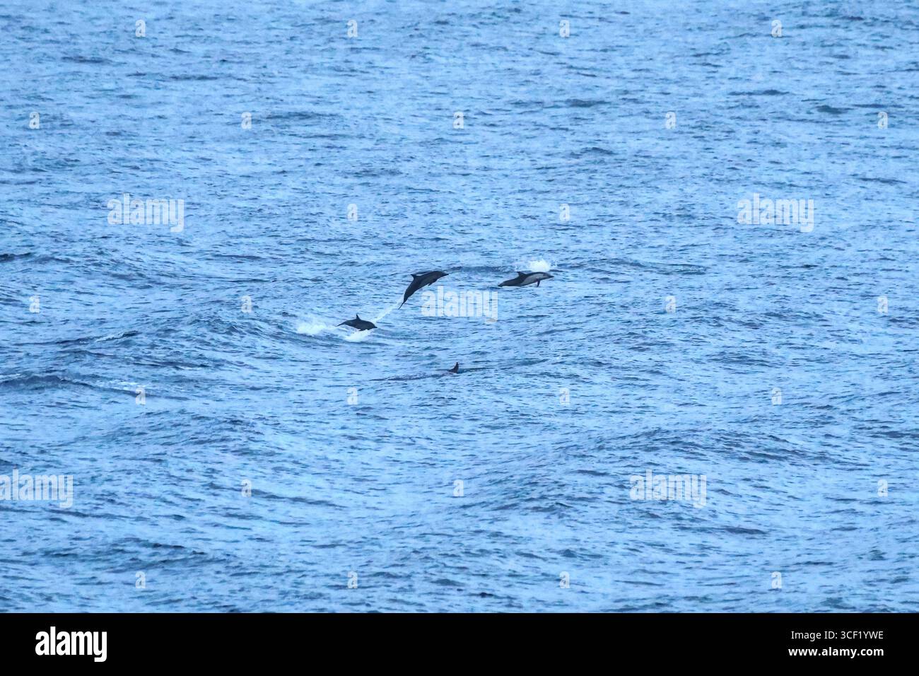 Canale di Panama, Panama - 6 aprile 2017: Attività portuale industriale, traffico marittimo e paesaggi circostanti mentre le navi navigano attraverso la storica Pa Foto Stock