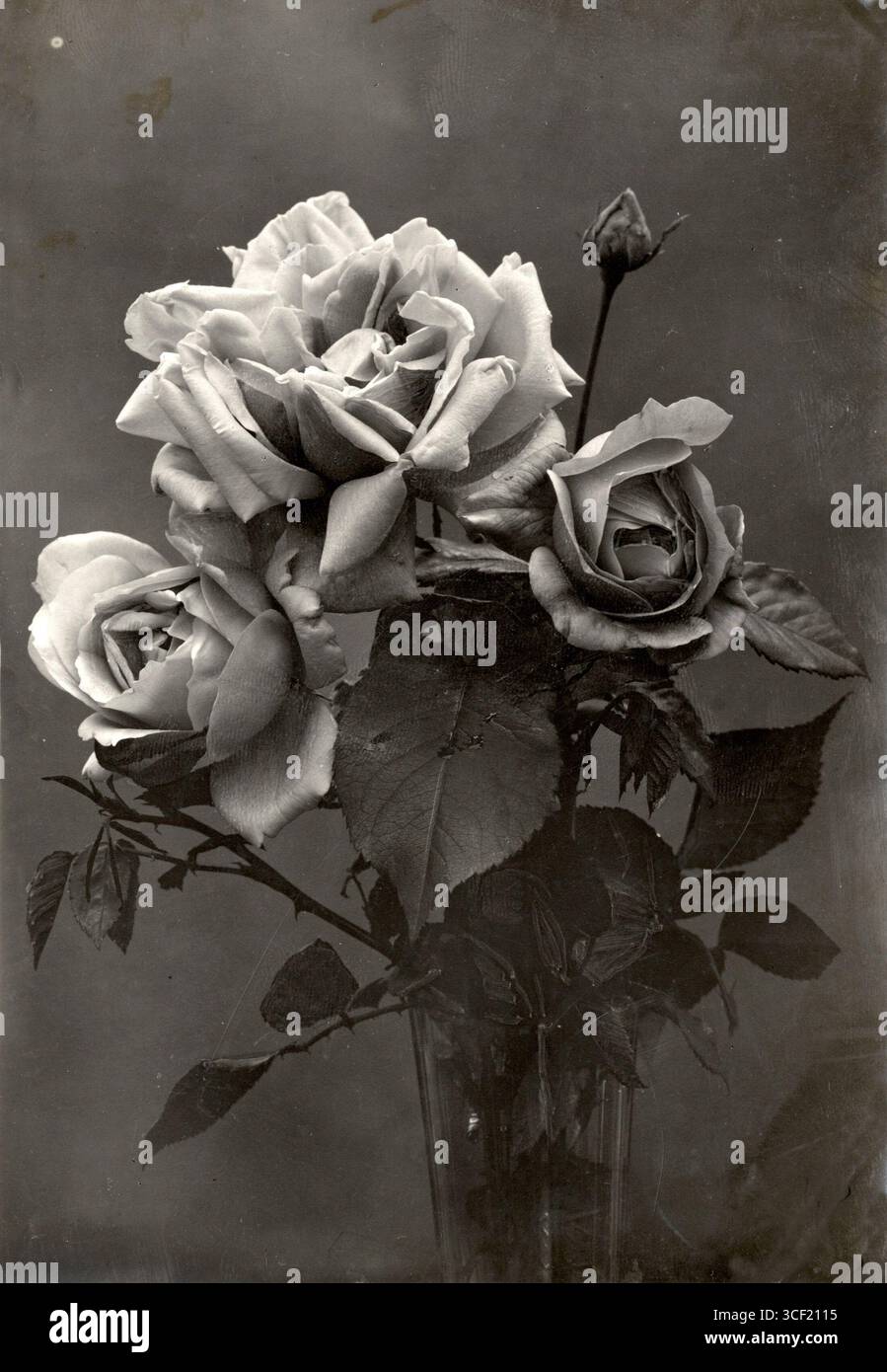 Nel 1913, la rosa "Madame Caroline Testout", una varietà arancione con un diametro di 15 cm, è esposta in una mostra a Boskoop, Paesi Bassi. Foto Stock