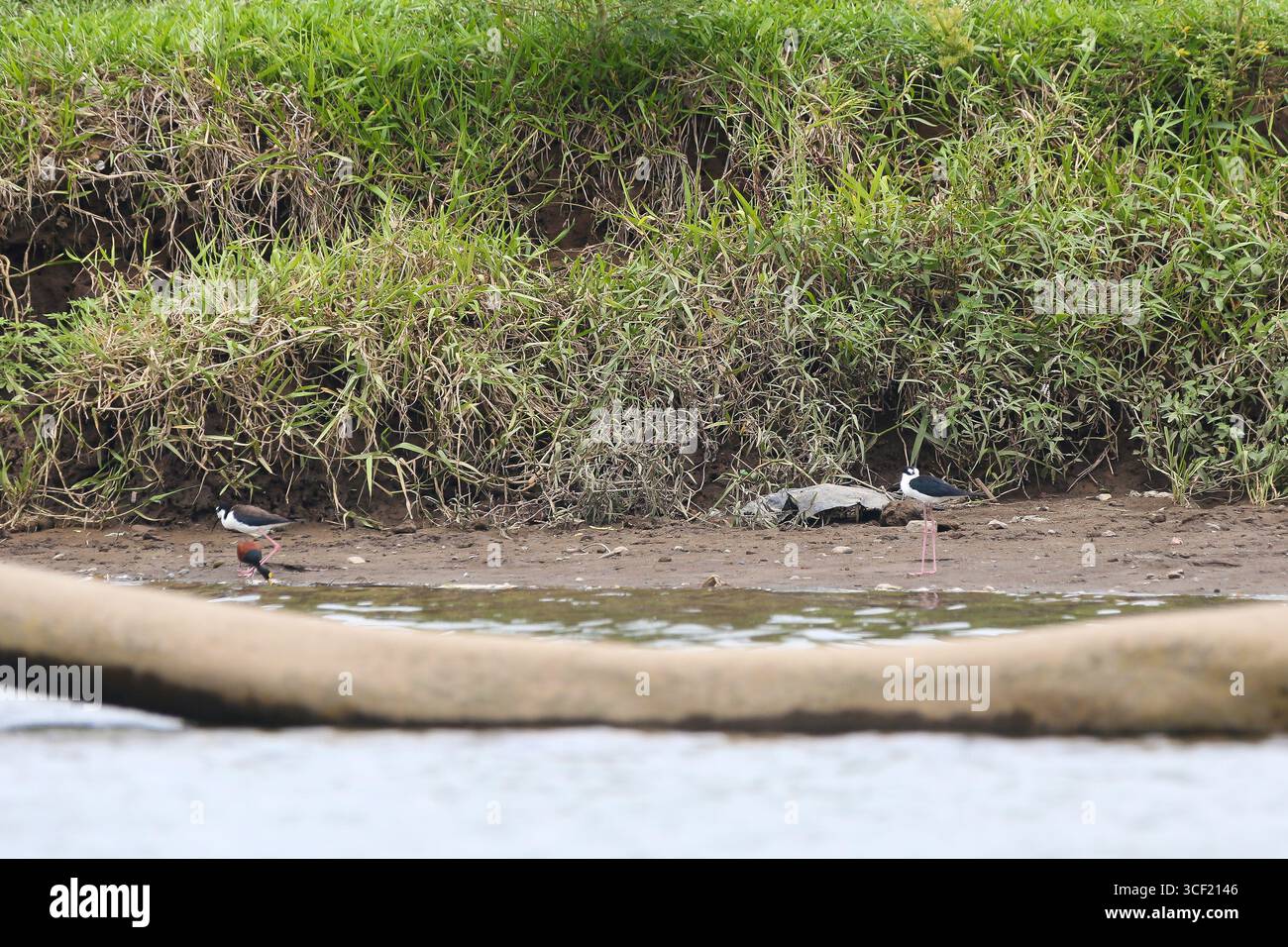Uccelli visti durante una crociera sul fiume in Costa Rica Foto Stock