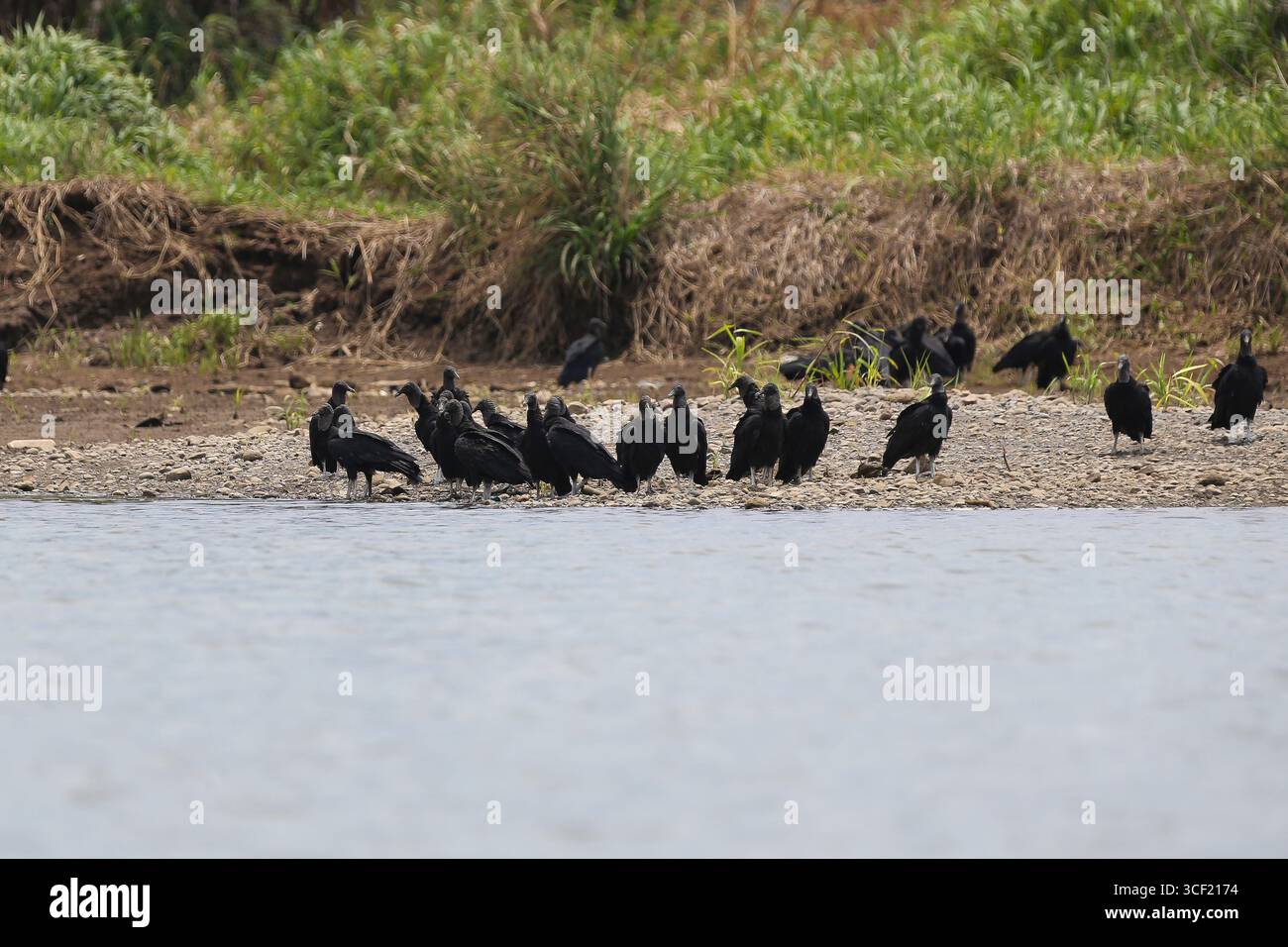 Uccelli visti durante una crociera sul fiume in Costa Rica Foto Stock