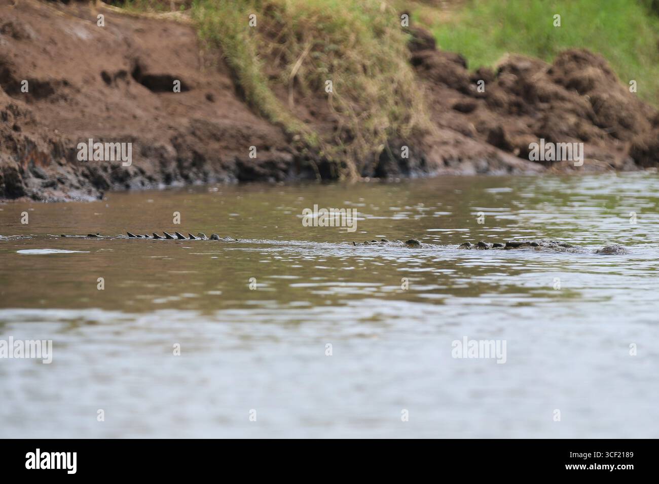 Coccodrilli visti durante una crociera fluviale in Costa Rica Foto Stock