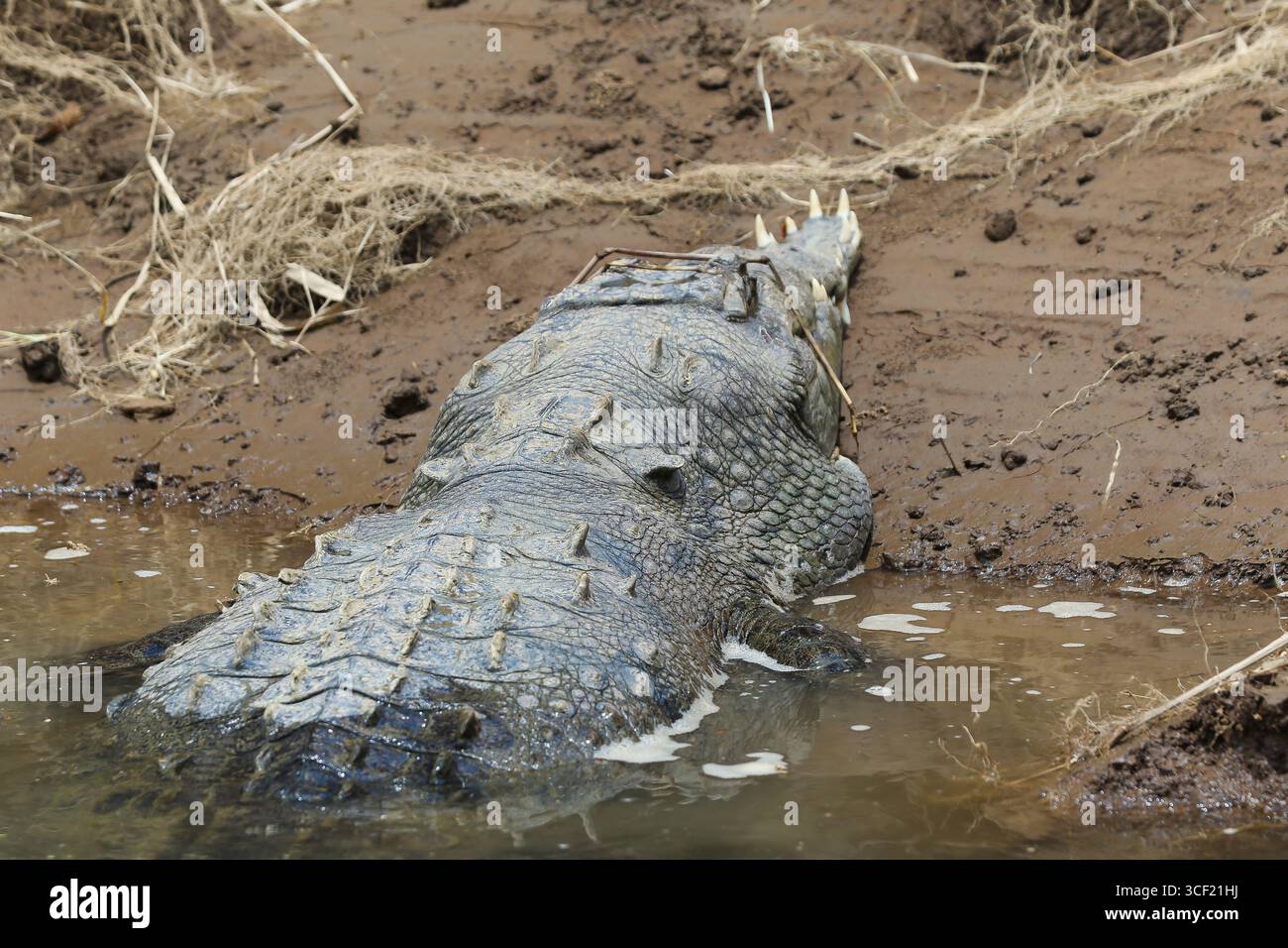 Coccodrilli visti durante una crociera fluviale in Costa Rica Foto Stock