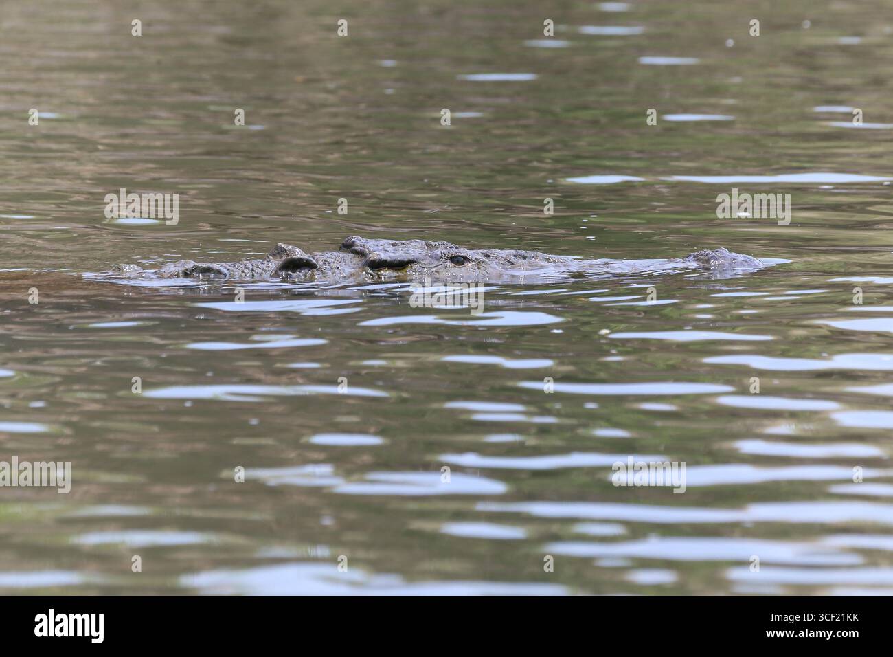 Coccodrilli visti durante una crociera fluviale in Costa Rica Foto Stock
