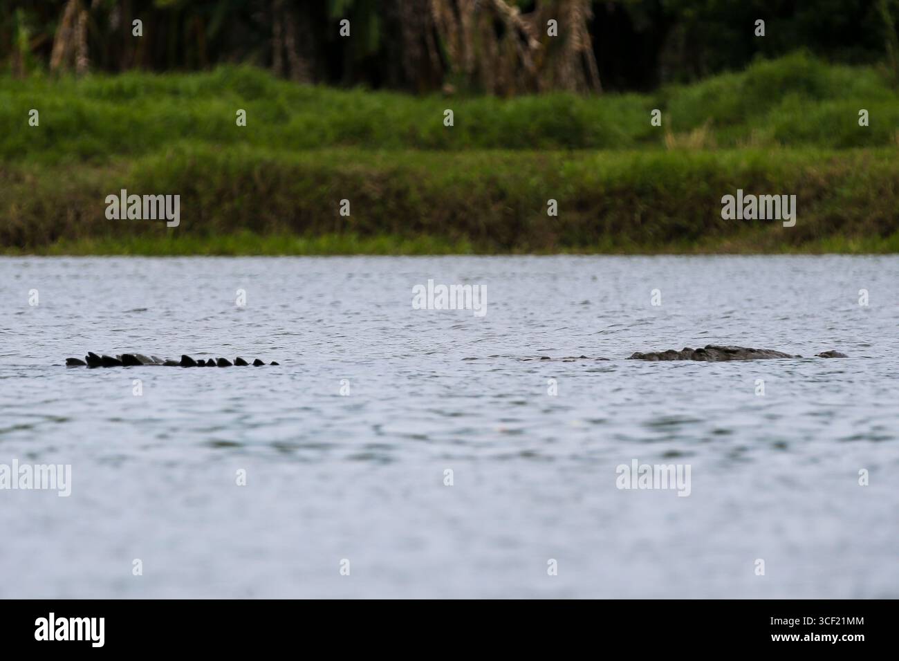 Coccodrilli visti durante una crociera fluviale in Costa Rica Foto Stock