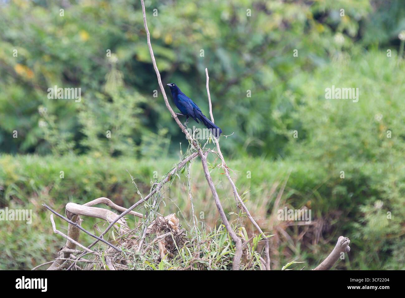 Uccelli visti durante una crociera sul fiume in Costa Rica Foto Stock