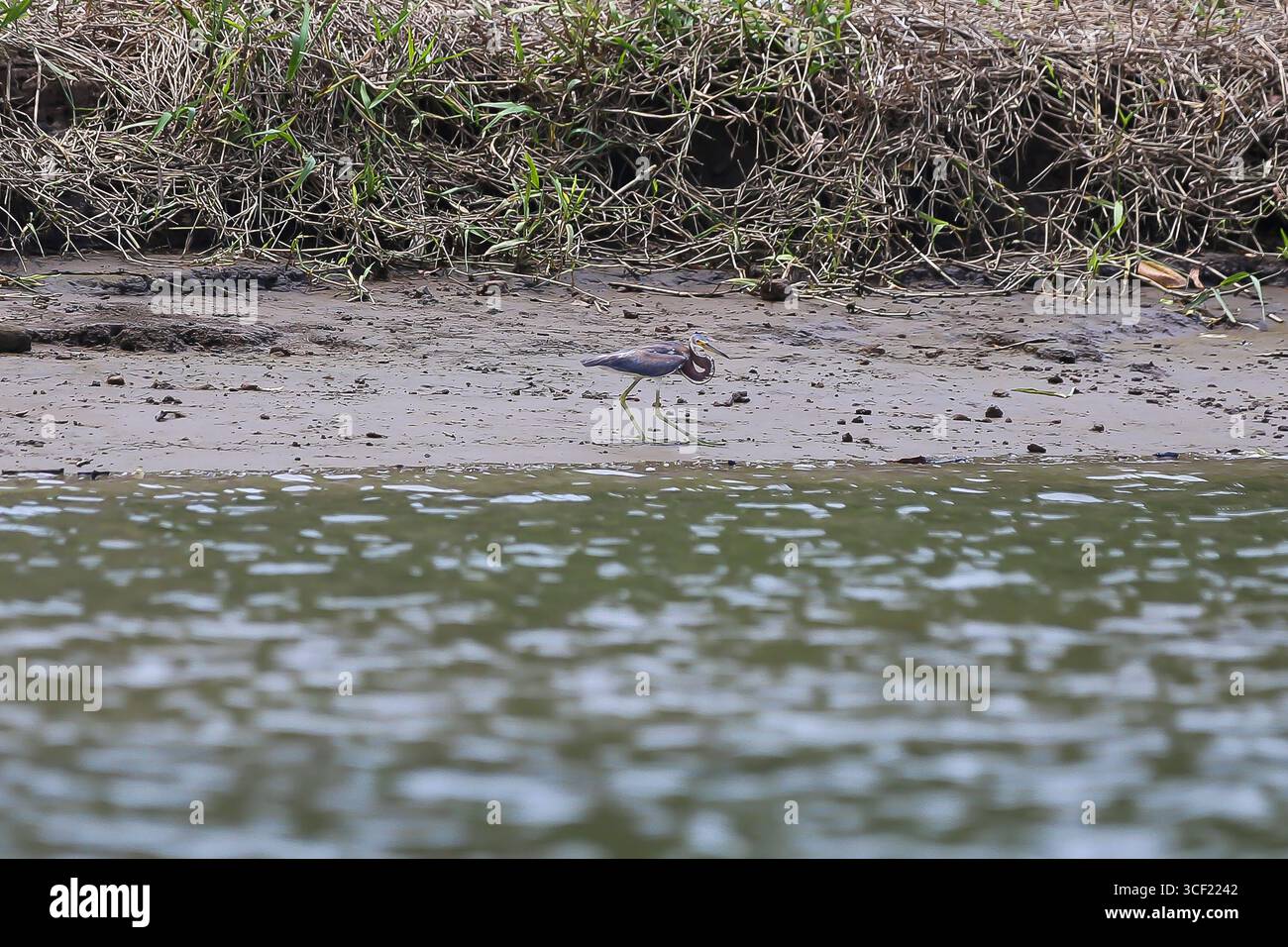 Uccelli visti durante una crociera sul fiume in Costa Rica Foto Stock