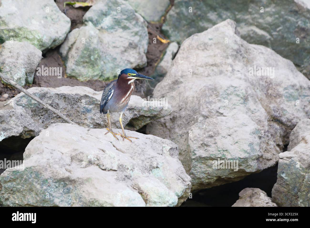 Uccelli visti durante una crociera sul fiume in Costa Rica Foto Stock