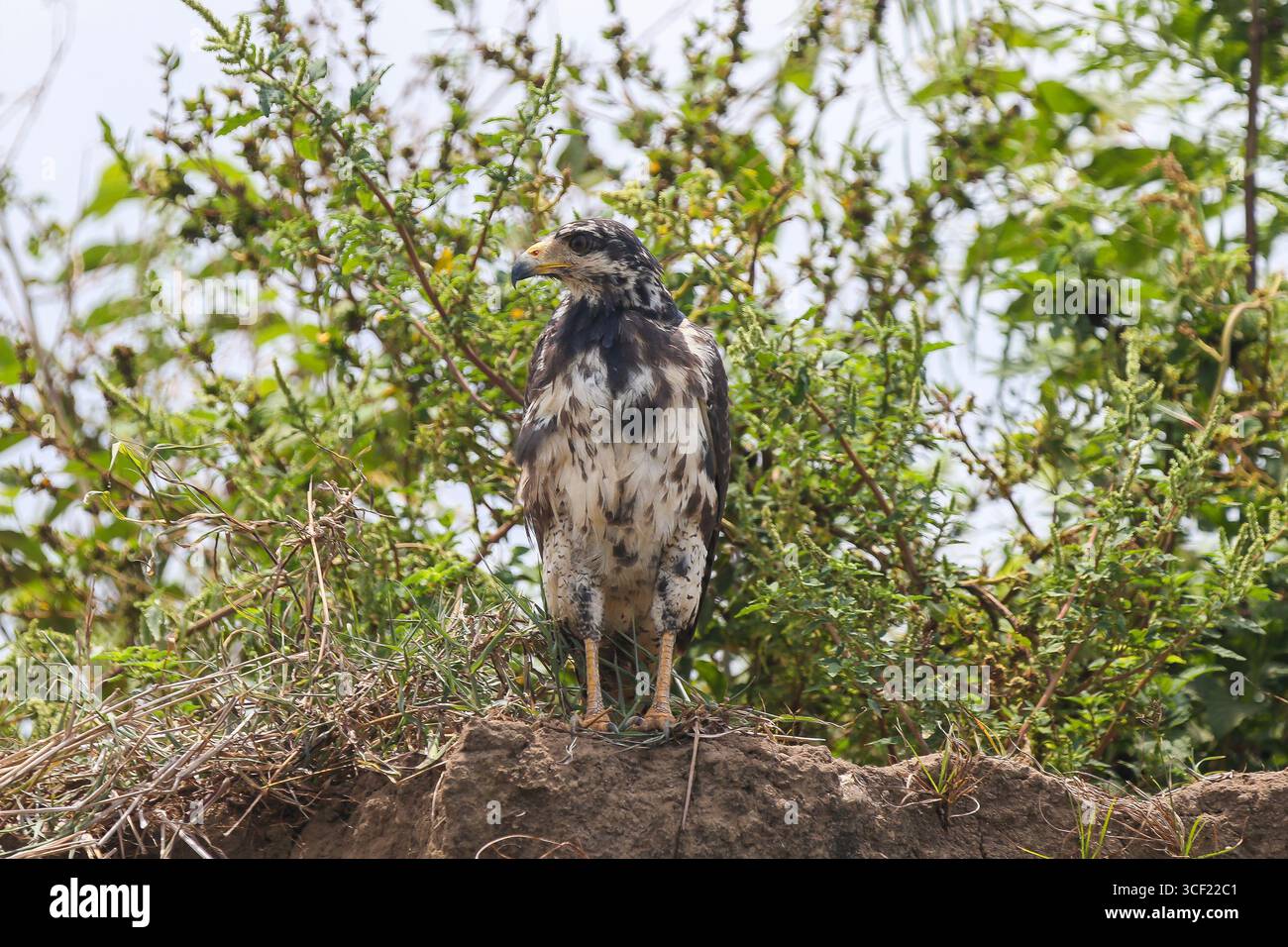 Uccelli visti durante una crociera sul fiume in Costa Rica Foto Stock