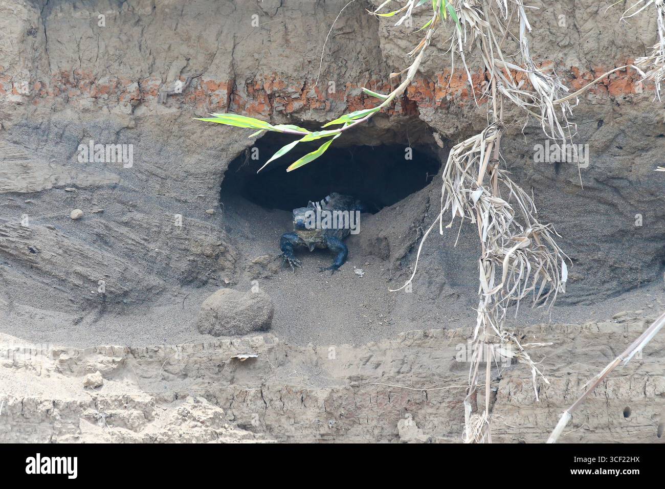 Uccelli visti durante una crociera sul fiume in Costa Rica Foto Stock