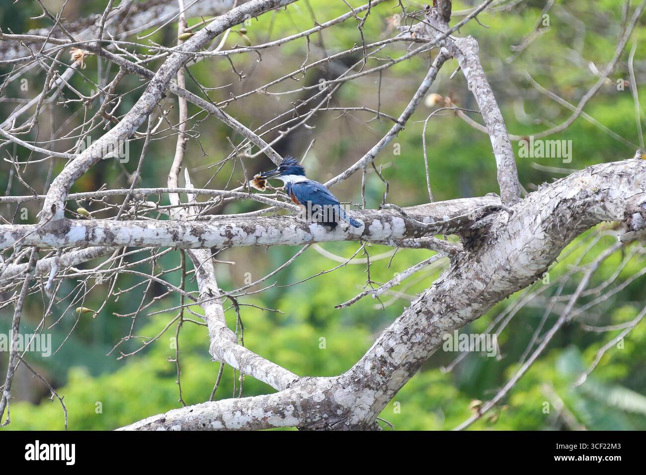 Uccelli visti durante una crociera sul fiume in Costa Rica Foto Stock