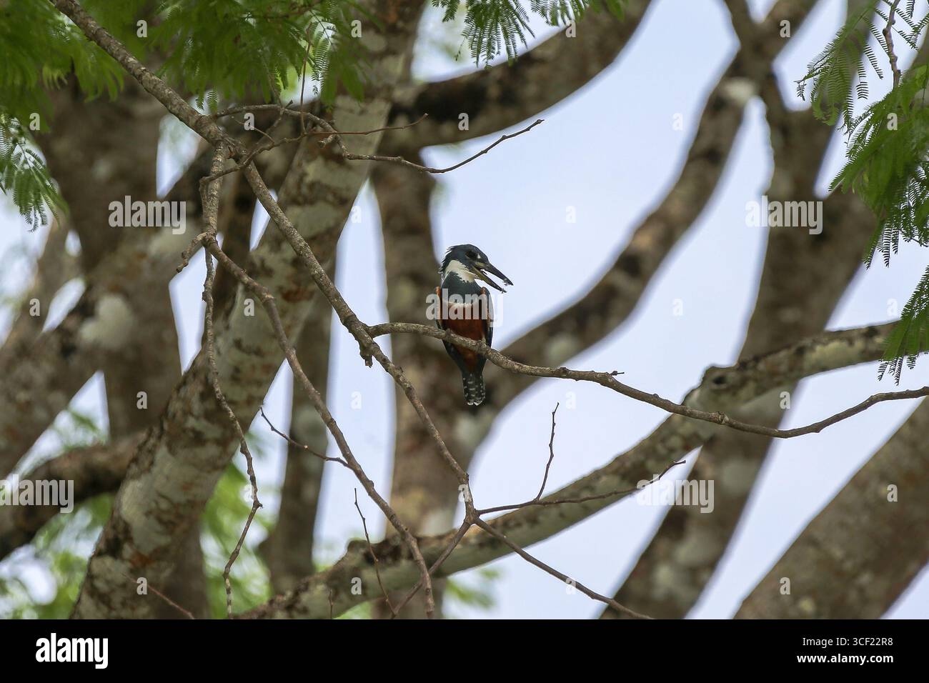 Uccelli visti durante una crociera sul fiume in Costa Rica Foto Stock