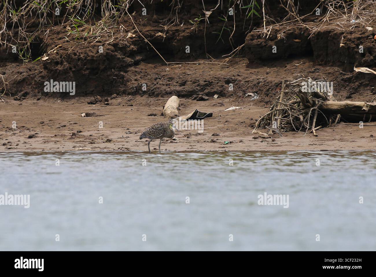 Uccelli visti durante una crociera sul fiume in Costa Rica Foto Stock