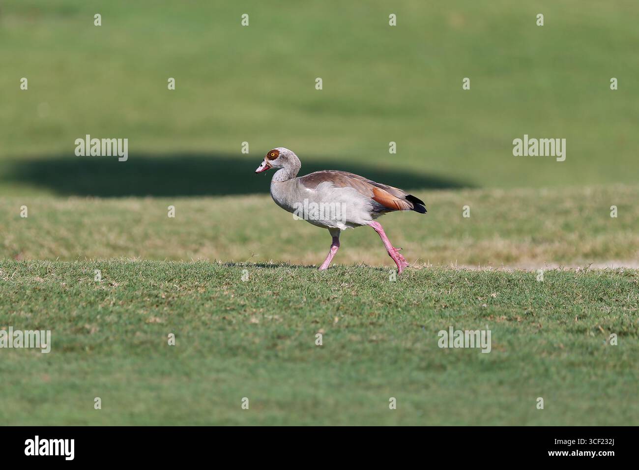 Oche egiziane su un campo da golf di Miami Foto Stock