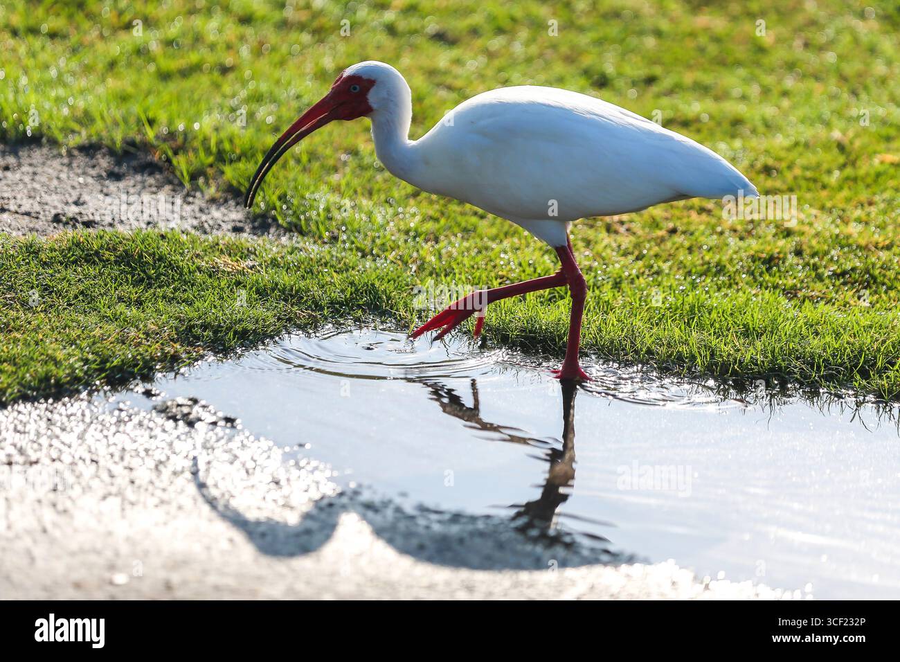 Partenza su un campo da golf di Miami Foto Stock