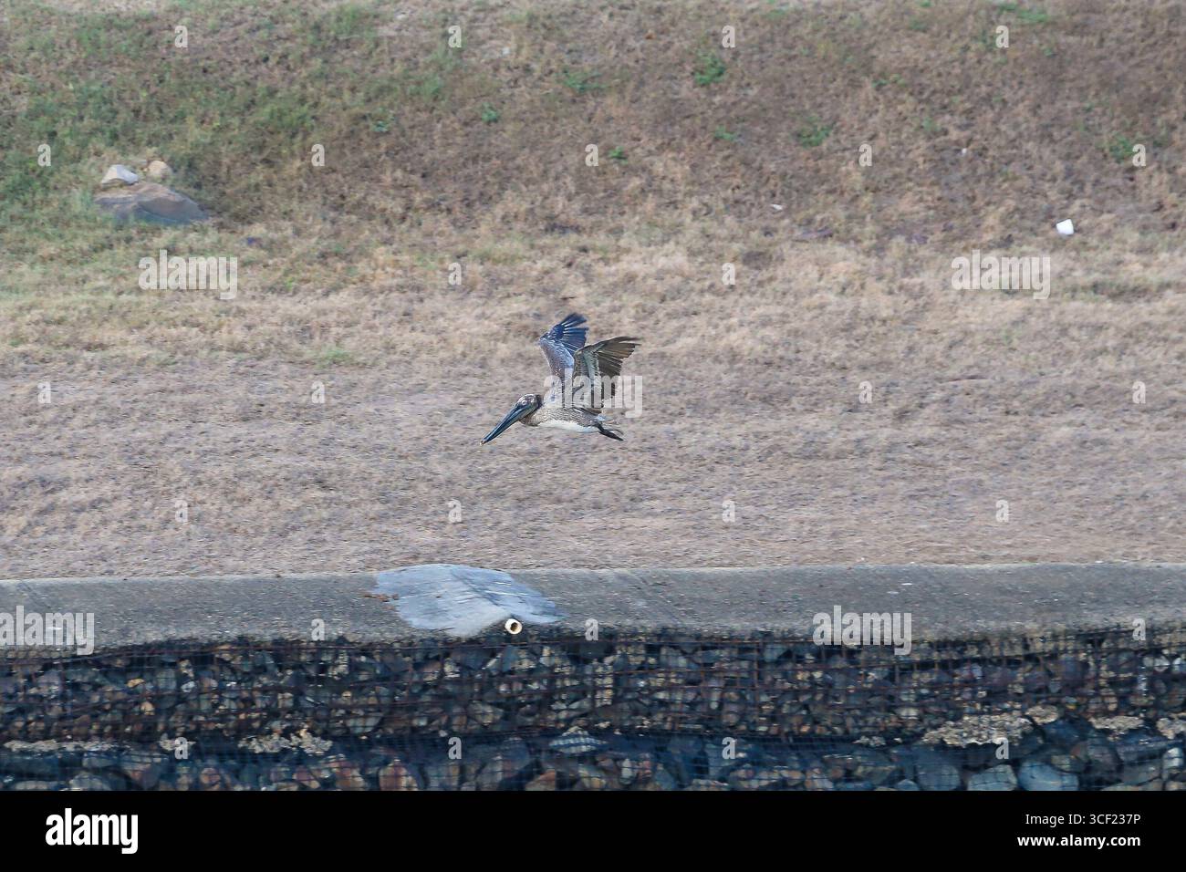 Una raccolta diversificata di fotografie della fauna selvatica scattate lungo un percorso di crociera sul Canale di Panama Foto Stock