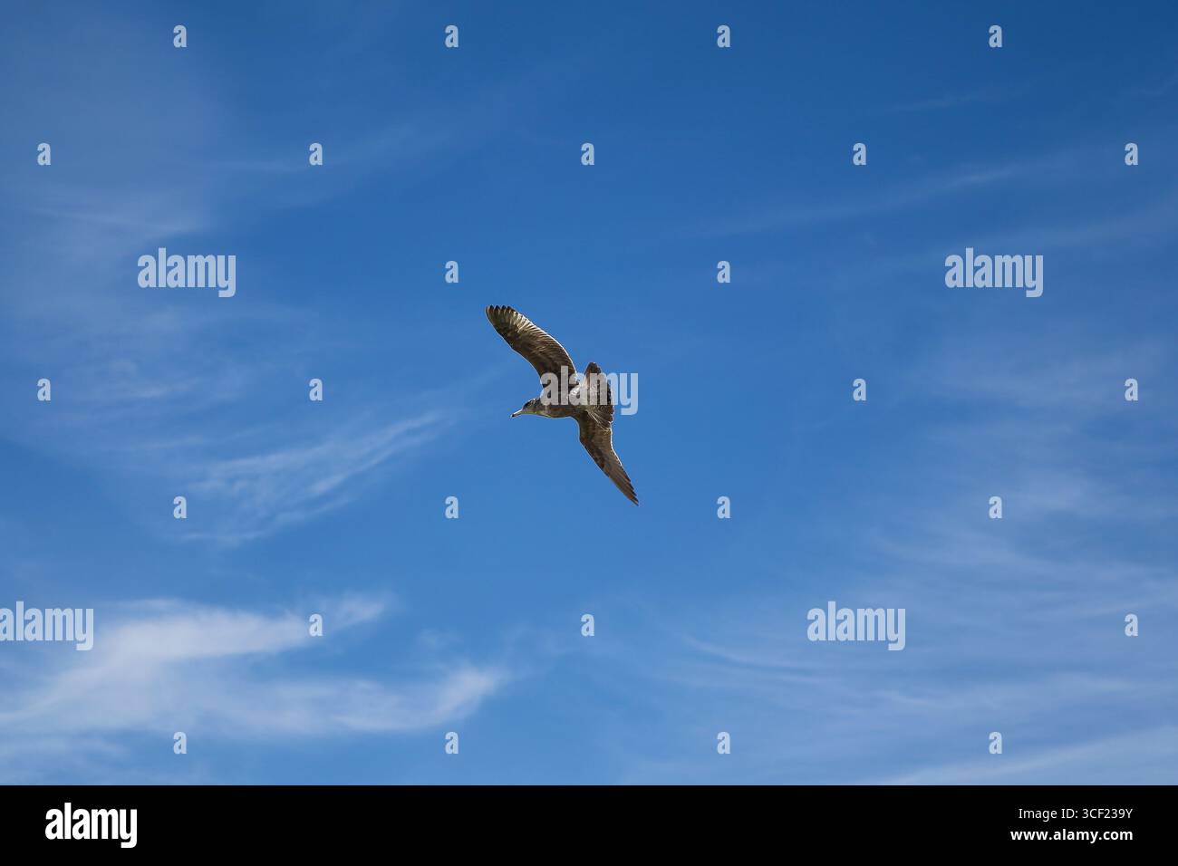 Una raccolta diversificata di fotografie della fauna selvatica scattate lungo un percorso di crociera sul Canale di Panama Foto Stock