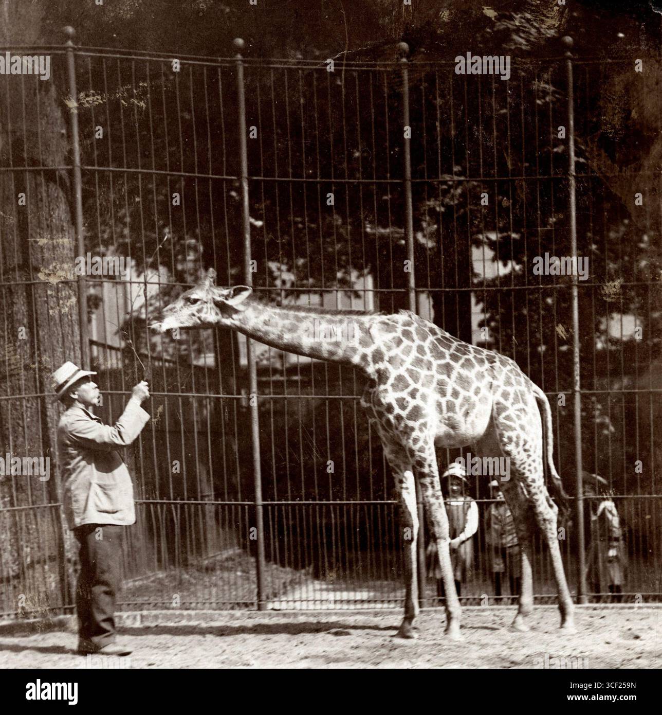 Nel 1912, una giovane giraffa è esposta all'Artis Zoo di Amsterdam, Paesi Bassi. Questa fotografia cattura i primi anni della giraffa in prigionia. Zoo Artis, Amsterdam, 1912. Foto Stock