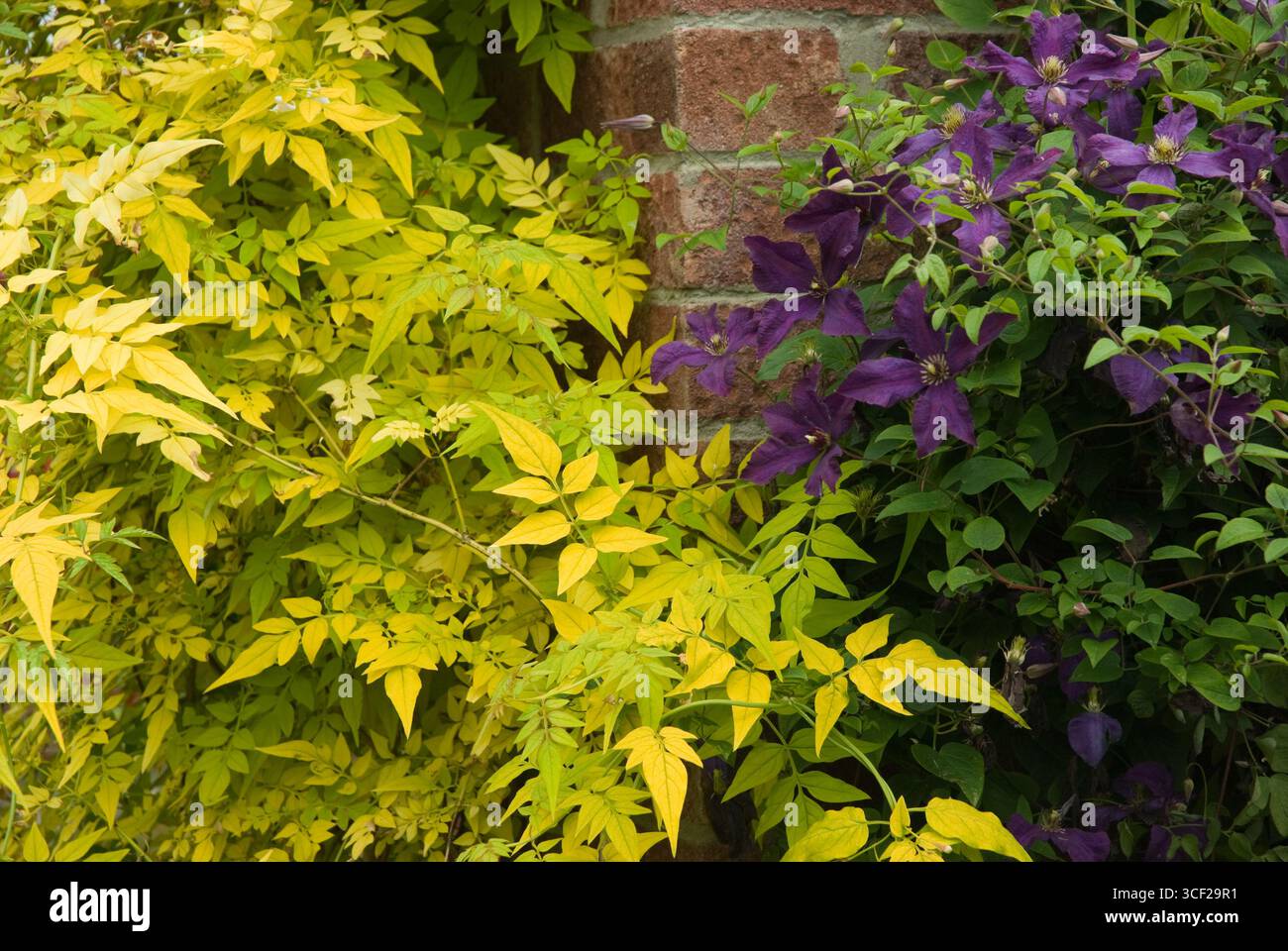 JASMINUM OFFICINALE 'FIONA SUNRISE', SPIRITO POLACCO CLEMATIS Foto Stock