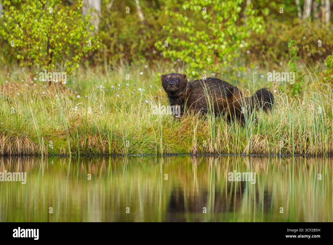 Wolverine, Gulo gulo nella foresta di Vartius, nella Finlandia orientale Foto Stock
