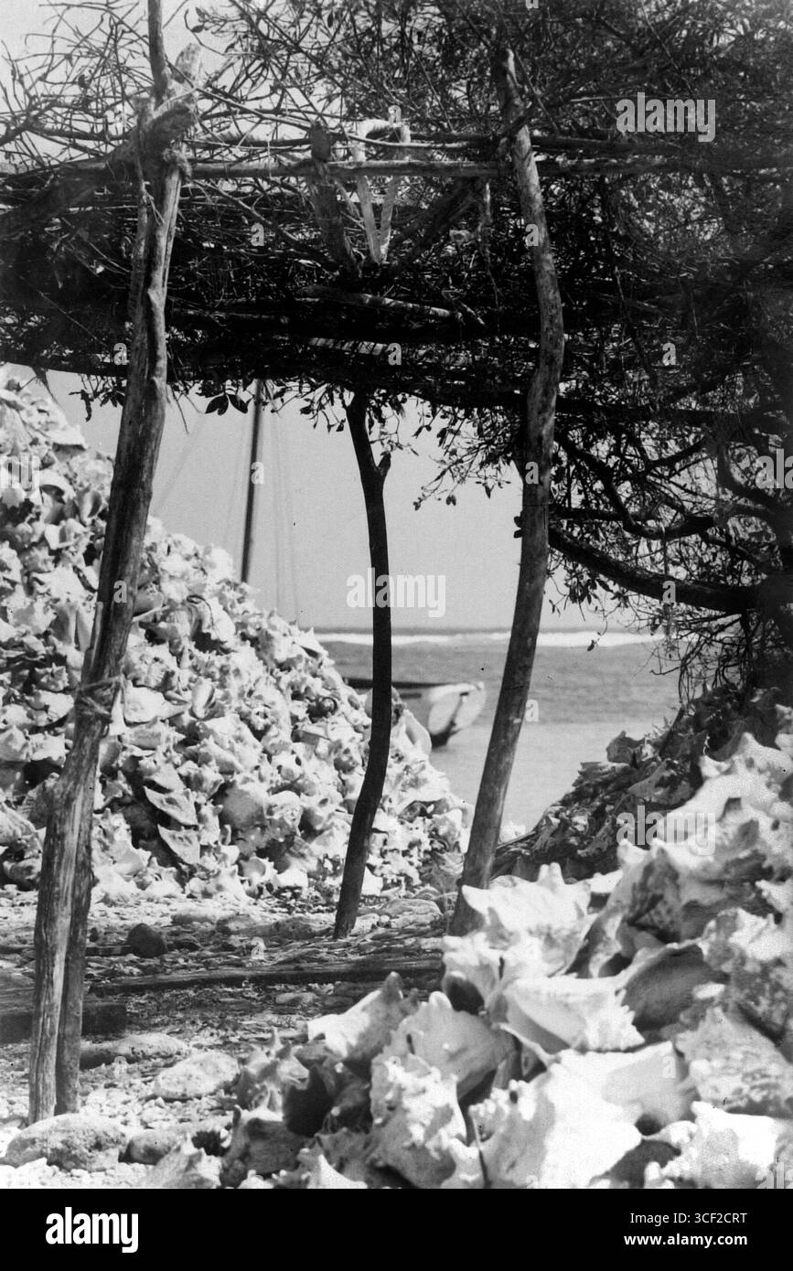 Questo negativo fotografico del 1947 mostra pile di conchiglie di Karkos vicino a un lago, documentando una scena ambientale. Foto Stock