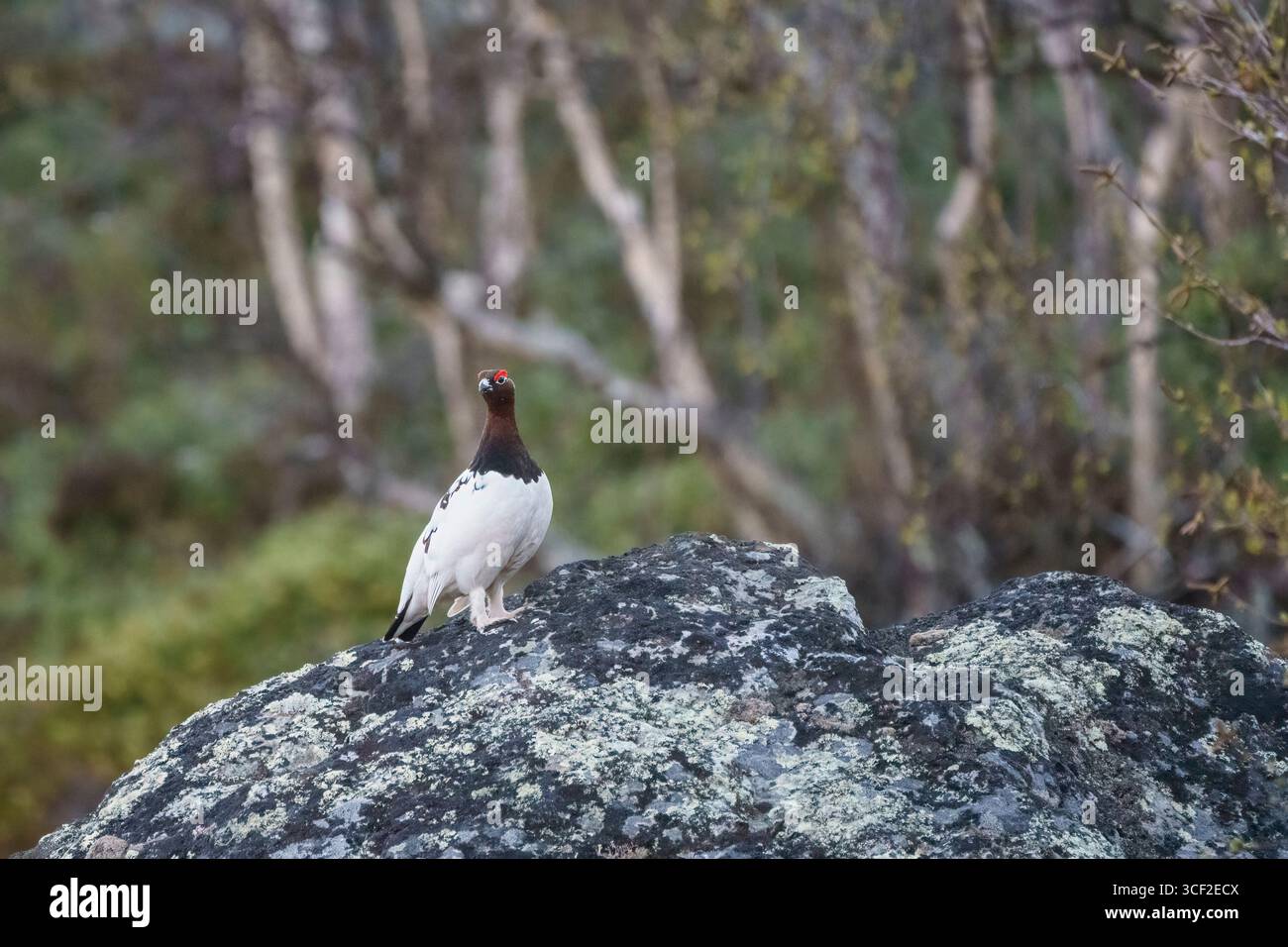 Willow ptarmigan, Lagopus lagopus seduto su una grande roccia nel parco nazionale Stora sjöfallet, Lapponia svedese, Svezia Foto Stock