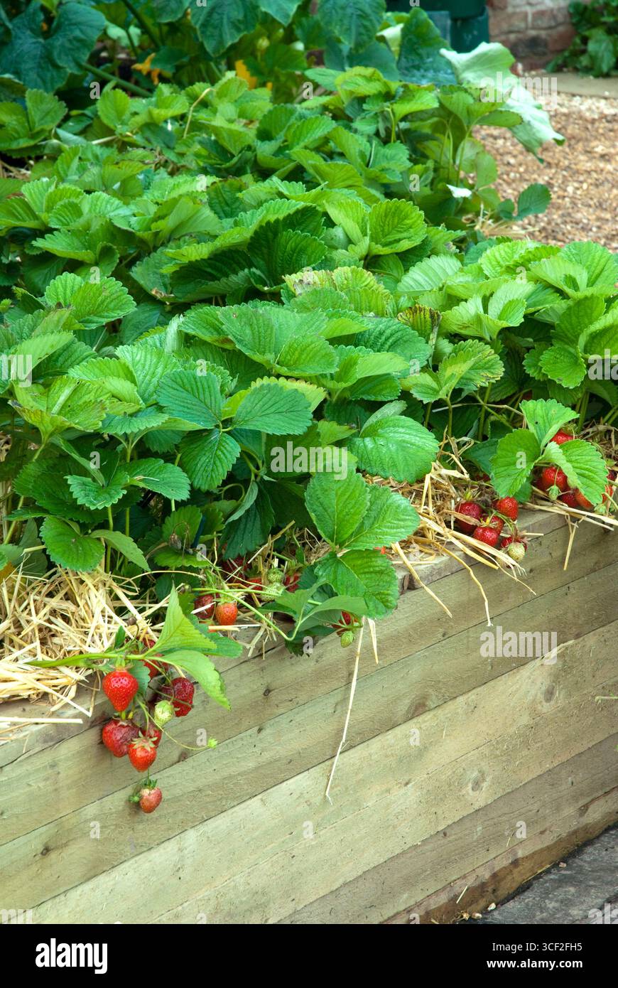 STRAWBERRY CHRISTINE, SUTTONS GROWING FOR HEALTH GARDEN AL TATTON PARK 2007 PROGETTATO DA KEVIN E SUZANNE DUNNE Foto Stock