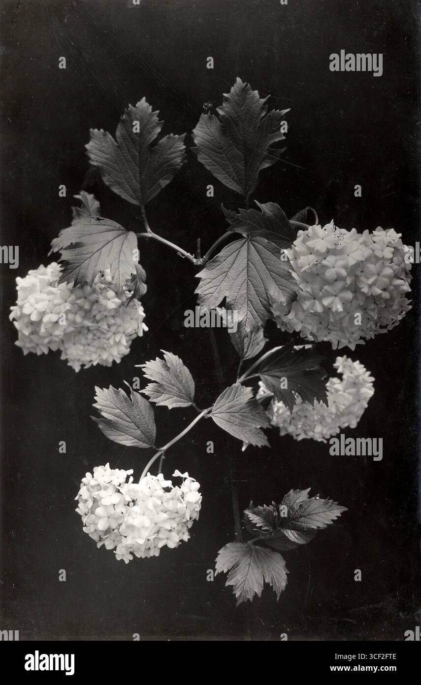 Una foto del 1914 del Gelderse Roos (Viburnum opulus), noto anche come cespuglio di palle di neve. Questa pianta fa parte del genere Viburnum, noto per i suoi fiori bianchi a forma di palla. Foto Stock
