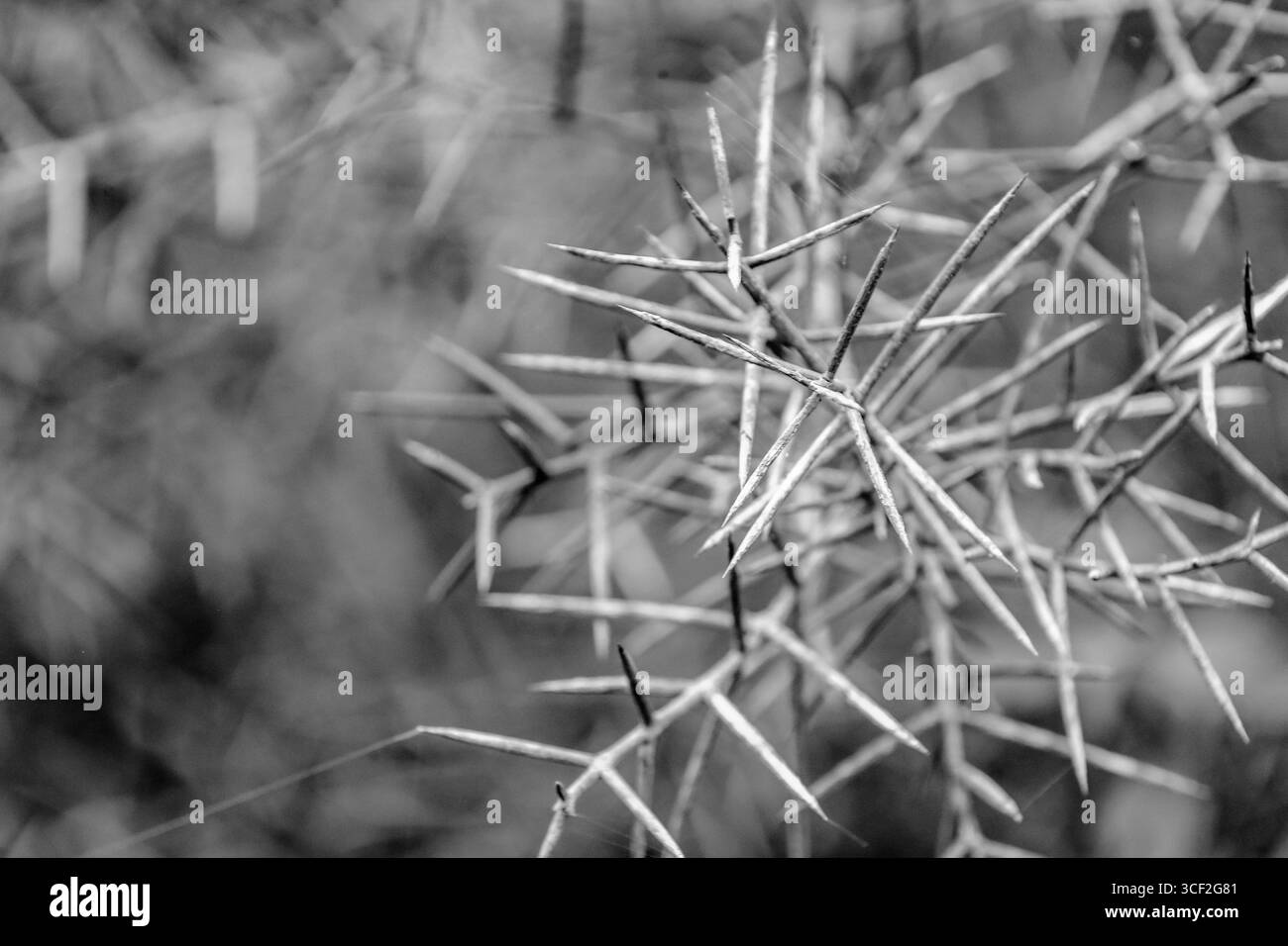 Fauna selvatica e paesaggi naturali sull'isola di Santiago nelle isole Galápagos, Ecuador. Foto Stock
