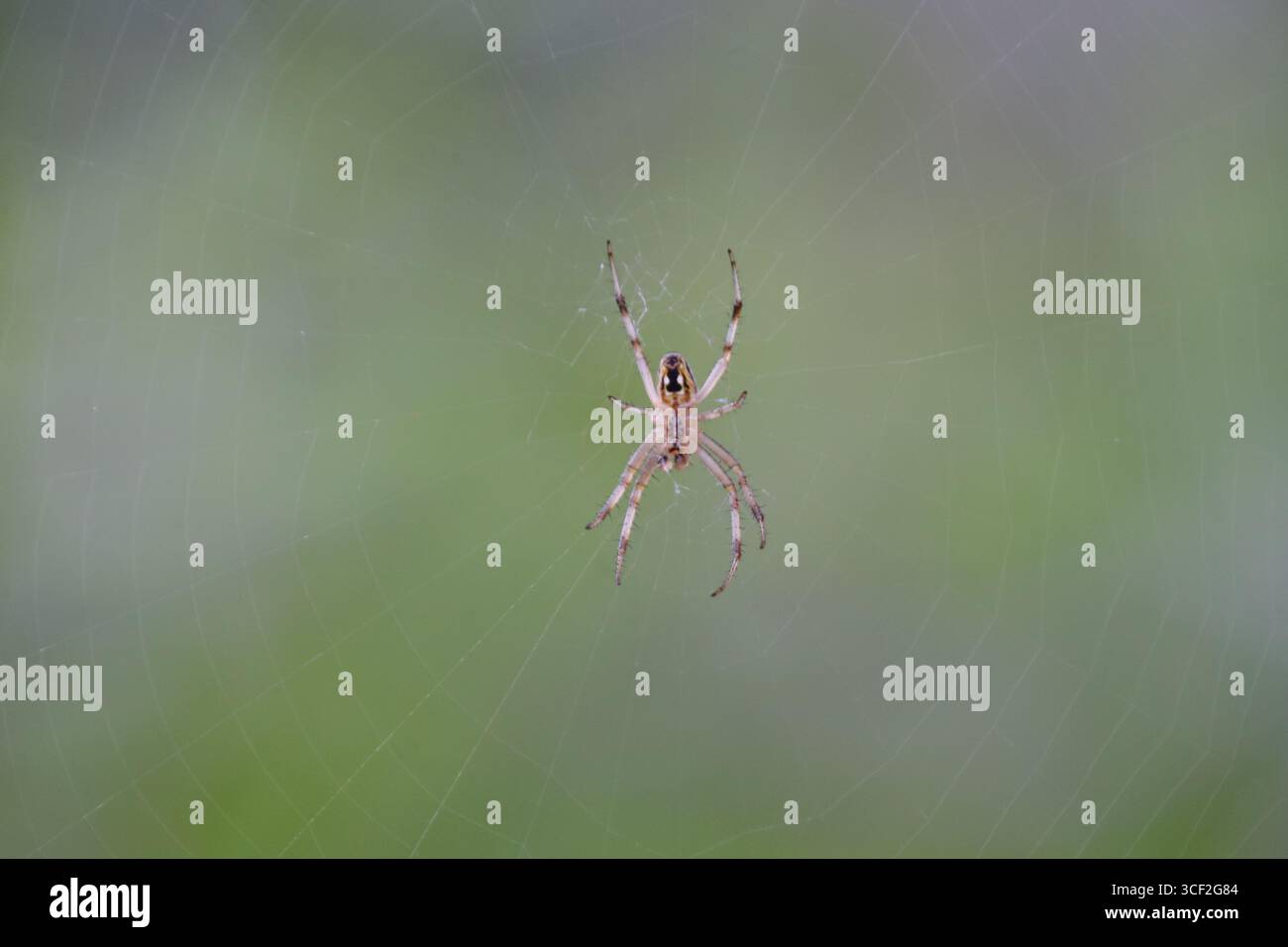 Spider sul suo web sull'isola di Santiago, Isole Galápagos, Ecuador. Foto Stock