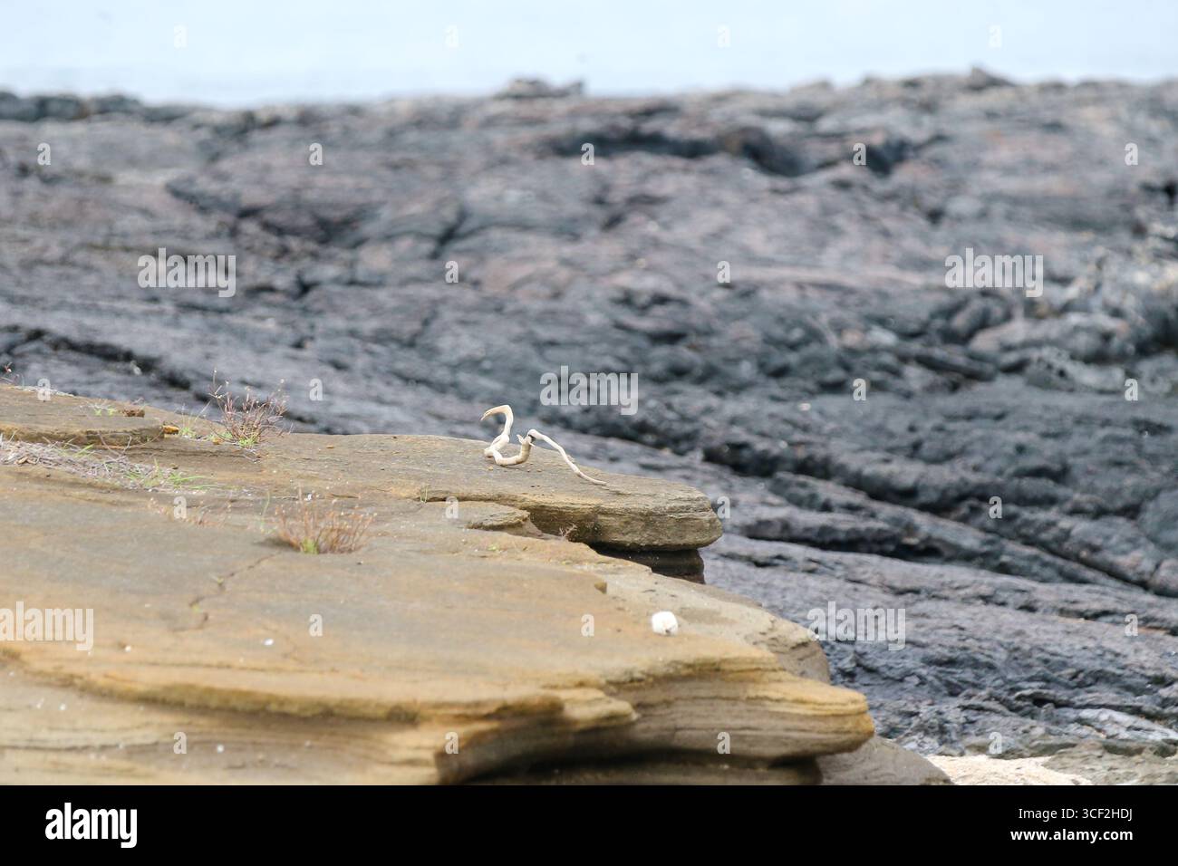 Fauna selvatica e paesaggi naturali sull'isola di Santiago nelle isole Galápagos, Ecuador. Foto Stock