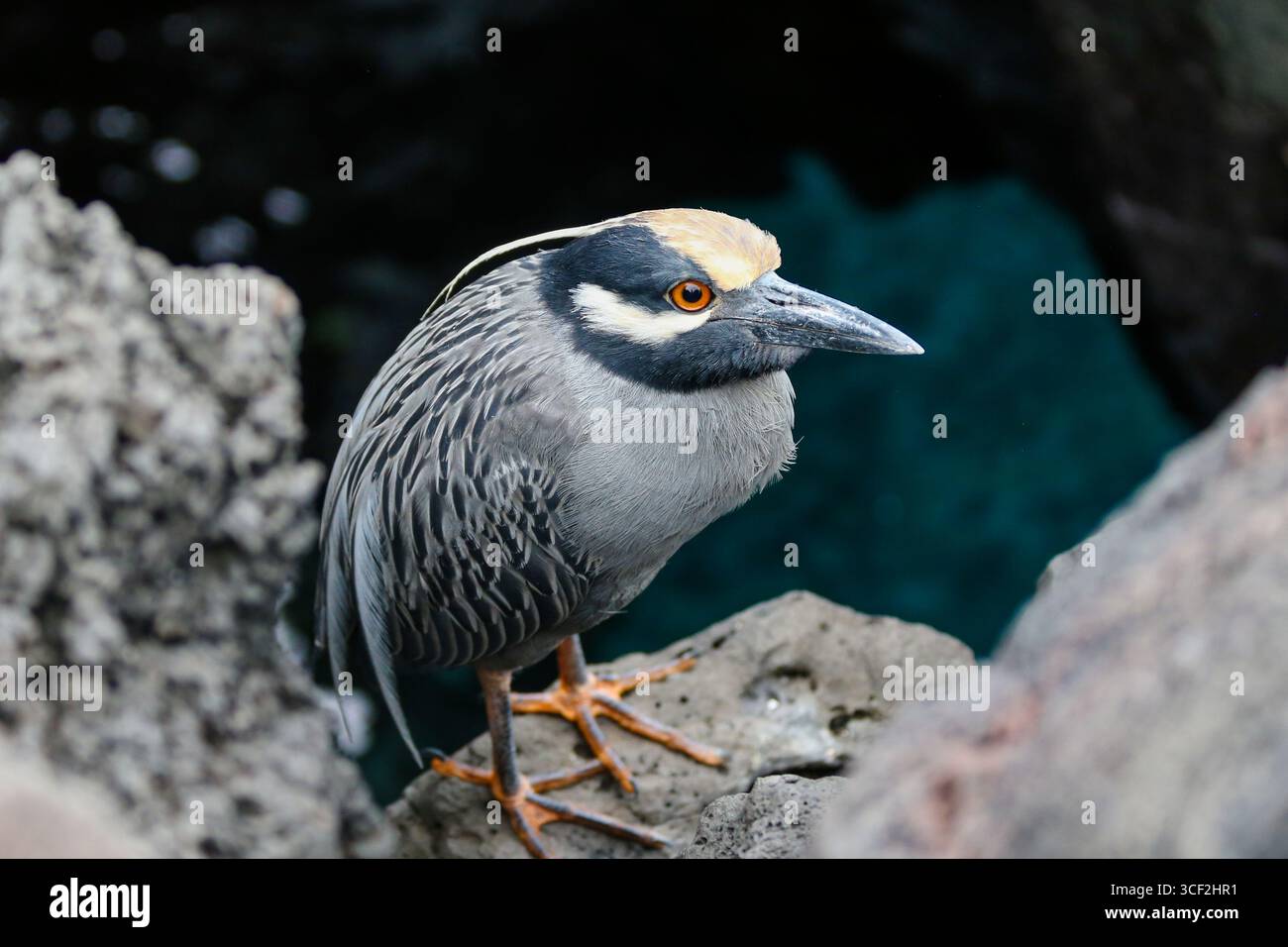 Fauna selvatica e paesaggi naturali sull'isola di Santiago nelle isole Galápagos, Ecuador. Foto Stock